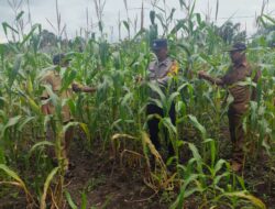 Satu Langkah Menuju Swasembada Pangan, Polsek Tambusai Utara Kawal Jagung Mahato Sakti Meski Diuji Curah Hujan