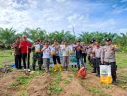 Terus Dukung Swasembada Pangan, Polsek Rambah Samo Tanam Jagung Pipil 1,5 Hektar Kuartal III di Desa Karya Mulya.