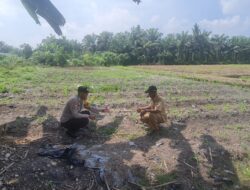 Polsek Tambusai Utara, Terus Dukung Swasembada Pangan Nasional di Desa Simpang Harapan,