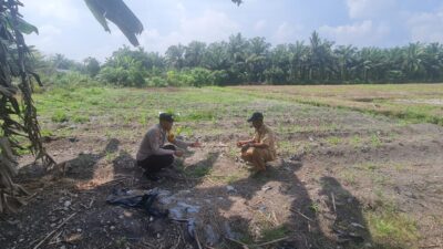 Polsek Tambusai Utara, Terus Dukung Swasembada Pangan Nasional di Desa Simpang Harapan,