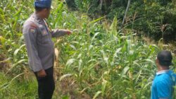 Terus Dukung Swasembada Pangan, Jagung Yang di Kelola Langsung Polsek Rambah Samo, Bhabinkamtibmas Cek Perkembangan Tanaman Jagung di Desa Marga Mulya.