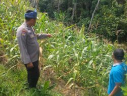 Terus Dukung Swasembada Pangan, Jagung Yang di Kelola Langsung Polsek Rambah Samo, Bhabinkamtibmas Cek Perkembangan Tanaman Jagung di Desa Marga Mulya.