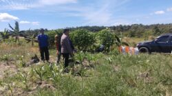 Polsek Tambusai Utara Pastikan Pendampingan Petani Mahato hingga Panen, Perkuat Swasembada Pangan Nasional