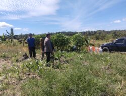 Polsek Tambusai Utara Pastikan Pendampingan Petani Mahato hingga Panen, Perkuat Swasembada Pangan Nasional