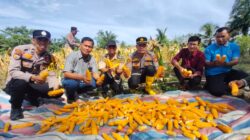 Dukung swasembada Pangan, Polsek Rambah Samo Melalui Panen Jagung, Wujudkan Polisi Cinta Petani.