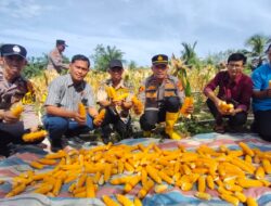 Dukung swasembada Pangan, Polsek Rambah Samo Melalui Panen Jagung, Wujudkan Polisi Cinta Petani.