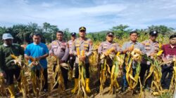 Kerja Nyata, Polsek Rambah Samo, Dukung Swasembada Pangan Melalui Panen Jagung Bersama Petani.