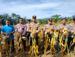 Kerja Nyata, Polsek Rambah Samo, Dukung Swasembada Pangan Melalui Panen Jagung Bersama Petani.