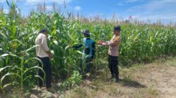 Polsek Tambusai Utara, Cek Perkembangan Jagung Pipil sebagai Komoditas Penguat Ketahanan Pangan