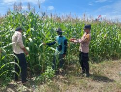 Polsek Tambusai Utara, Cek Perkembangan Jagung Pipil sebagai Komoditas Penguat Ketahanan Pangan
