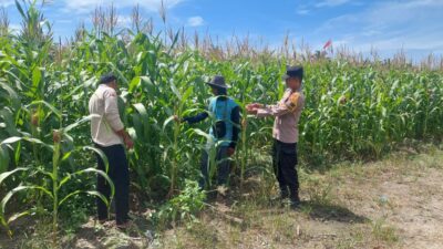 Polsek Tambusai Utara, Cek Perkembangan Jagung Pipil sebagai Komoditas Penguat Ketahanan Pangan
