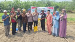 Dukung Astacita Presiden RI Melalui Ketahanan Pangan, Polsek Rambah Samo Tanam Jagung 1 Hktr Bersama Warga.