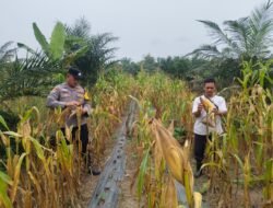 Dukung Swasembada Pangan Nasional, Polsek Rambah Samo Cek Perkembangan Tanaman Jagung di Desa Marga Mulya