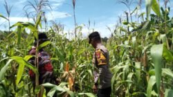 Polsek Tambusai Utara, Dukung Swasembada Pangan Nasional, Melalui Pengecekan Tanaman Jagung di Desa Pagar Mayang.