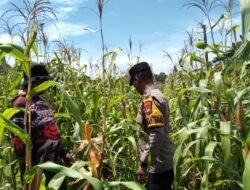 Polsek Tambusai Utara, Dukung Swasembada Pangan Nasional, Melalui Pengecekan Tanaman Jagung di Desa Pagar Mayang.