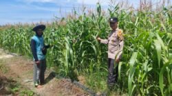 Polsek Tambusai Utara, Pastikan Jagung Umur 75 Hari Terus Terjaga di Desa Suka Damai