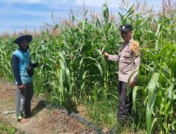 Polsek Tambusai Utara, Pastikan Jagung Umur 75 Hari Terus Terjaga di Desa Suka Damai