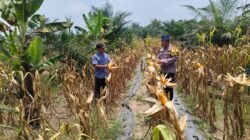 Bhabinkamtibmas Polsek Rambah Samo, Cek Perkembangan Tanaman Jagung di Desa Marga Mulya Bersama Petani
