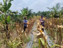 Bhabinkamtibmas Polsek Rambah Samo, Cek Perkembangan Tanaman Jagung di Desa Marga Mulya Bersama Petani
