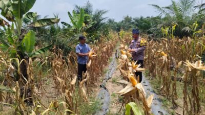 Bhabinkamtibmas Polsek Rambah Samo, Cek Perkembangan Tanaman Jagung di Desa Marga Mulya Bersama Petani