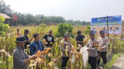 Polsek Tambusai Utara, Dukung Swasembada Pangan Melalui Panen Jagung Pipil Bersama Petani di Desa Pagar Mayang.