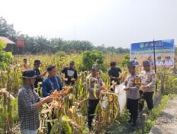 Polsek Tambusai Utara, Dukung Swasembada Pangan Melalui Panen Jagung Pipil Bersama Petani di Desa Pagar Mayang.