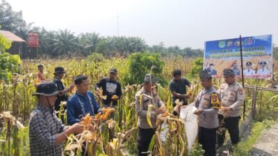Polsek Tambusai Utara, Dukung Swasembada Pangan Melalui Panen Jagung Pipil Bersama Petani di Desa Pagar Mayang.