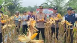 Polsek Rambah Samo, Dukung Ketahanan Pangan Melalui Panen Jagung Bersama Kelompok Tani, di Desa Marga Mulya