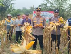 Polsek Rambah Samo, Dukung Ketahanan Pangan Melalui Panen Jagung Bersama Kelompok Tani, di Desa Marga Mulya