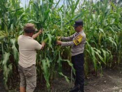 Polsek Tambusai Utara, Dukung Ketahanan Pangan, Melalui Bhabinkamtibmas Cek Perkembangan Jagung di Rantau Sakti,