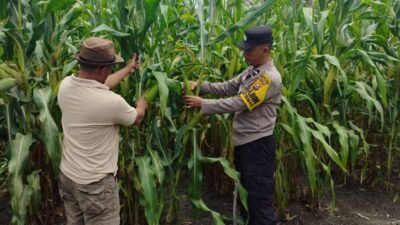 Polsek Tambusai Utara, Dukung Ketahanan Pangan, Melalui Bhabinkamtibmas Cek Perkembangan Jagung di Rantau Sakti,