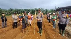 Polsek Rambah Samo, Dukung Program Ketahanan Pangan, Melalui Tanam Jagung Pipil Kuartal III di Desa Pasir Makmur.