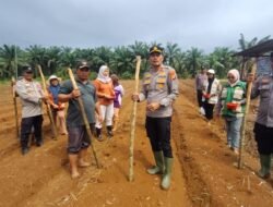 Polsek Rambah Samo, Dukung Program Ketahanan Pangan, Melalui Tanam Jagung Pipil Kuartal III di Desa Pasir Makmur.