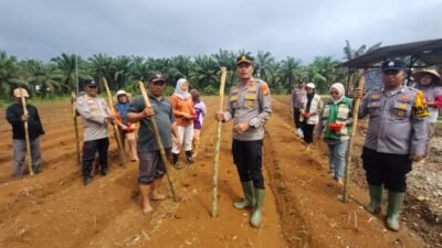 Polsek Rambah Samo, Dukung Program Ketahanan Pangan, Melalui Tanam Jagung Pipil Kuartal III di Desa Pasir Makmur.