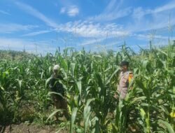 Polsek Tambusai Utara Cek 2 Hektare Jagung Pipil, Kekurangan Air Jadi Kendala Pertumbuhan