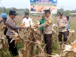 Polsek Tambusai Utara Bersama Pemdes, Panen Jagung Kuartal III di Desa Mahato Sakti, Dukung Ketahanan Pangan Nasional.