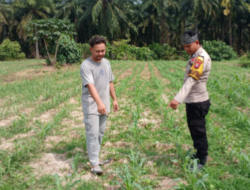 Polsek Tambusai Utara Pantau Perkembangan Jagung Program Ketahanan Pangan, Hadapi Kendala Kekeringan dan Hama