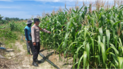 Bhabinkamtibmas Polsek Tambusai Utara Cek Jagung Ketahanan Pangan di Suka Damai, Usia 85 Hari