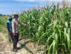 Bhabinkamtibmas Polsek Tambusai Utara Cek Jagung Ketahanan Pangan di Suka Damai, Usia 85 Hari