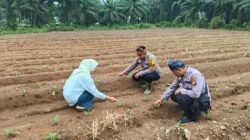 Polsek Rambah Samo, Dukung Terus Ketahanan Pangan Melalui Pengecekan Perkembangan Tanaman Jagung di Desa Pasir Makmur.