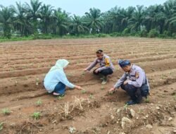 Polsek Rambah Samo, Dukung Terus Ketahanan Pangan Melalui Pengecekan Perkembangan Tanaman Jagung di Desa Pasir Makmur.
