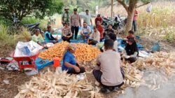 Polsek Tambusai Utara, Dukung Swasembada Pangan Melalui Panen Jagung di Desa Suka Damai.