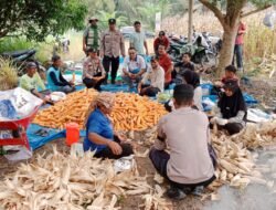 Polsek Tambusai Utara, Dukung Swasembada Pangan Melalui Panen Jagung di Desa Suka Damai.
