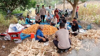 Polsek Tambusai Utara, Dukung Swasembada Pangan Melalui Panen Jagung di Desa Suka Damai.