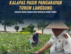Kalapas Pasir Pangarayan Turun Langsung, Ajarkan Warga Binaan Cara Mengolah Kebun Terong