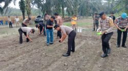Dukung Ketahanan Pangan Nasional, Kapolsek Tambusai Utara Tanam Jagung Pipil Kuartal III Bersama BUMDES di Rantau Sakti