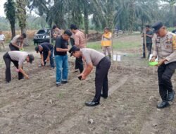 Dukung Ketahanan Pangan Nasional, Kapolsek Tambusai Utara Tanam Jagung Pipil Kuartal III Bersama BUMDES di Rantau Sakti
