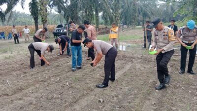 Dukung Ketahanan Pangan Nasional, Kapolsek Tambusai Utara Tanam Jagung Pipil Kuartal III Bersama BUMDES di Rantau Sakti