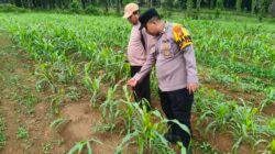 Polsek Ramso Konsisten Pantau Tanam Jagung Berkolaborasi dengan Bumdes dan Petani