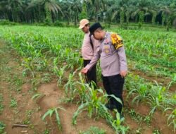 Polsek Ramso Konsisten Pantau Tanam Jagung Berkolaborasi dengan Bumdes dan Petani